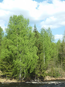 河岸沿岸野生动物季节荒野天空海岸蓝色绿色天气木头植物图片