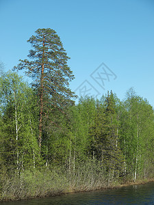 春天的河岸沿岸海岸天空荒野季节木头植物野生动物蓝色天气绿色图片