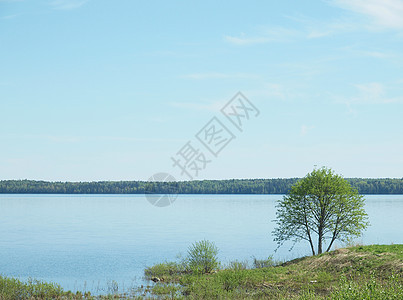 湖边的树木天空蓝色桦木海岸季节绿色太阳天气植物图片