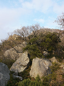 树木 天空和岩石野生动物蓝色松树美丽植物场景爬坡太阳海岸线针叶图片