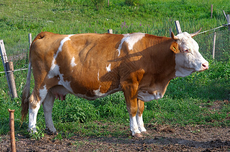 奶牛土地食草草地动物牛奶场景农田农村农业国家图片