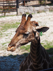 长颈鹿的肖像动物野生动物男性动物群斑点荒野旅行动物园女性哺乳动物图片
