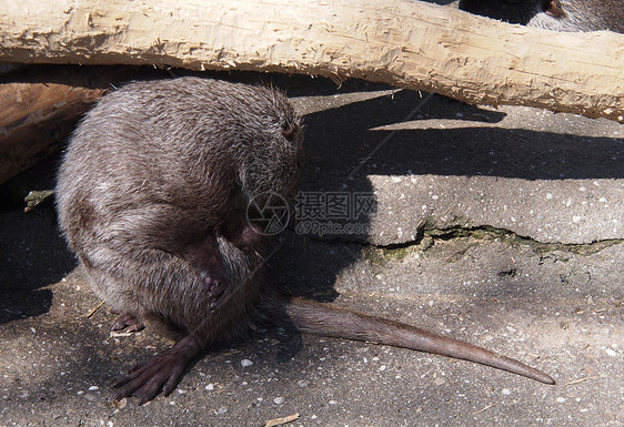 营养皮肤毛皮松鼠栗鼠生物学脊椎动物旅行草原碰撞橙子图片