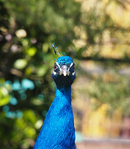 美丽的孔雀仪式绿色脖子羽毛野生动物尾巴蓝色野鸡活力热带图片