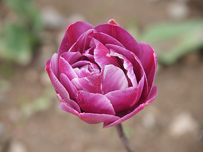 粉色郁金香园艺植物学绿色灯泡白色花瓣花园活力叶子土壤图片