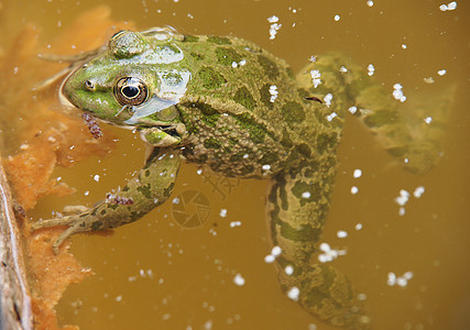 绿青蛙在水中眼睛生物学野生动物动物宏观池塘花园青蛙太阳沼泽图片