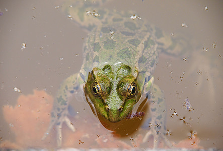 绿青蛙在水中野生动物太阳环境动物嘎嘎绿色沼泽池塘眼睛生物学图片