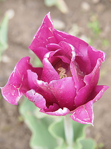 粉色郁金香花园土壤植物学园艺花瓣灯泡花束绿色叶子活力图片