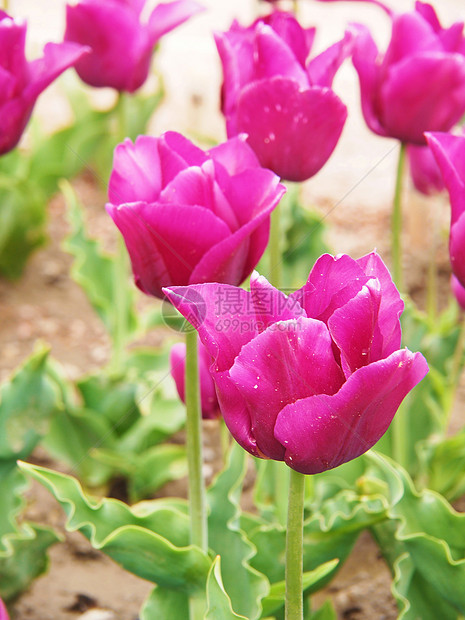 美丽的郁金香季节叶子花瓣天空场地草地蓝色晴天生长紫色图片