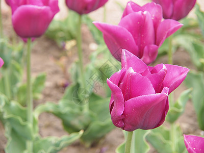 粉色郁金香花园花瓣土壤灯泡坡度花束白色叶子植物绿色图片