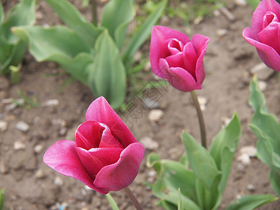 粉色郁金香坡度植物活力球状花园叶子花瓣灯泡土壤花束图片