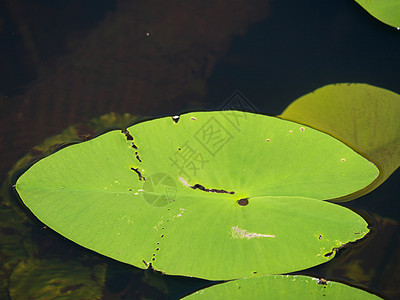 喷洒码头花朵或大黄池塘莉莉黄色池塘昆虫湿地百合叶子花瓣睡莲图片