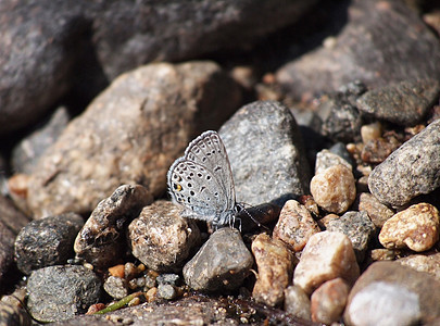 岩石中的铜蝴蝶公园城市季节蜂蜜乡村宏观石头野生动物白色图片