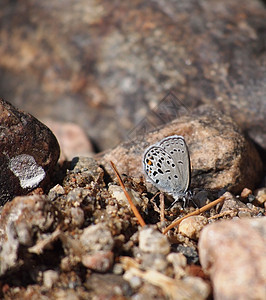 岩石中的铜食物城市野生动物公园蝴蝶稻草黑色农村白色季节图片