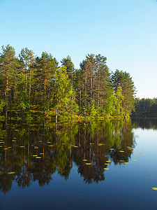 美丽的湖泊野生动物松树天空太阳植物季节荒野蓝色木头图片