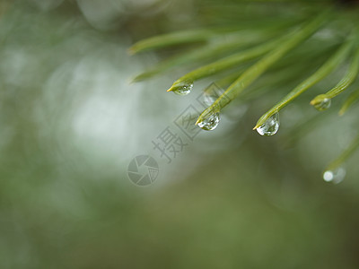 针上滴药太阳绿色季节针叶松树植物荒野野生动物图片