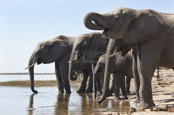 非洲大象     博茨瓦纳动物男性旅游象牙动物群团体水坑旅行荒野野生动物图片