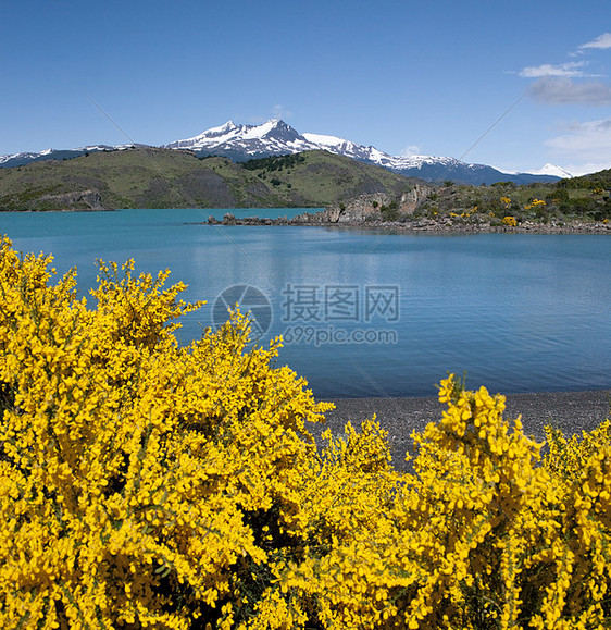 百内国家公园  智利地形顶峰蓝色风景旅游黄色金雀花旅行图片