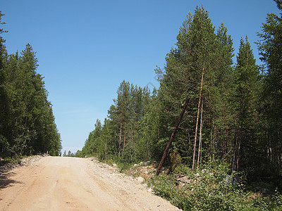 森林道路橡木阳光叶子分支机构车道植被踪迹季节国家小路图片