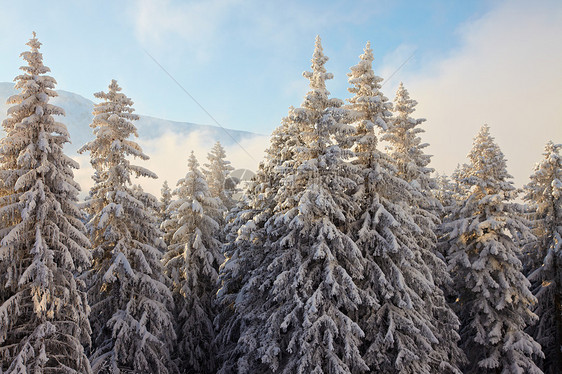 冬季风景山脉土地松树晴天森林天气娱乐环境天空假期图片