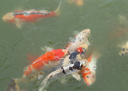 美丽的科伊鱼游泳花园反射团体宠物波纹池塘鲤鱼橙子热带动物图片