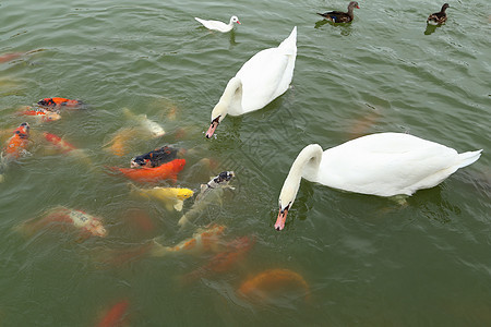 天鹅和鸭子 与科伊鱼在池塘游泳鲤鱼金鱼花园宠物野生动物婴儿橙子锦鲤公园团体图片