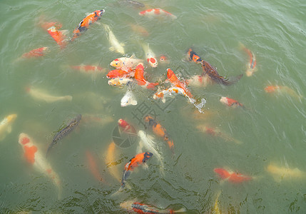 美丽的科伊鱼游泳金子海洋热带多样性动物反射金鱼池塘学校鲤鱼图片