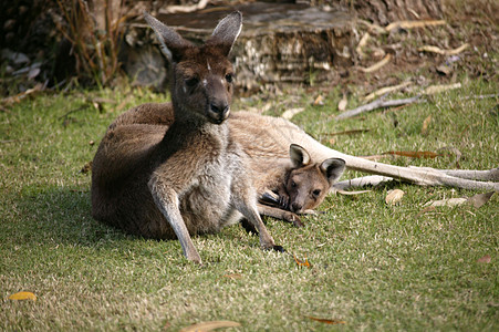 澳大利亚袋鼠展示二人组棕色灰色野生动物红色哺乳动物动物群动物园环境图片