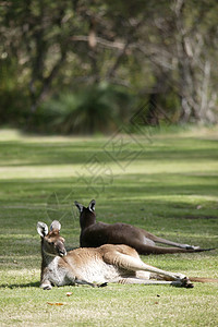 澳大利亚袋鼠尾巴环境拳击野生动物毛皮旅行红色小袋耳朵灰色图片