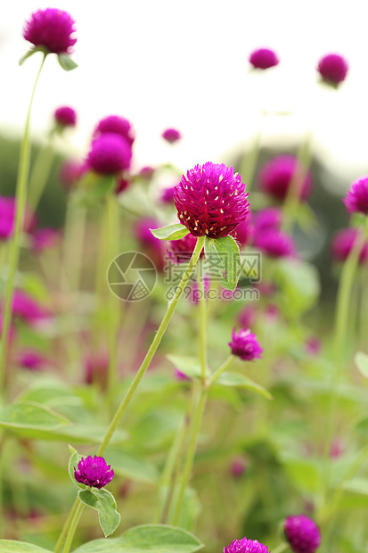 千日红或花墙纸公园花园场地野生动物植物学团体野花植物地球图片