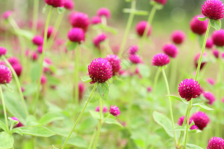 千日红或花场地野花公园地球花园植物群植物学紫色球体植物图片