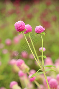 千日红或花野花花园植物群墙纸公园地球叶子团体紫色植物学图片