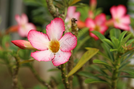 热带热带花朵植物群叶子花束公园植物花园花店花瓣百合生长图片