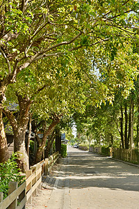 带树的街道公路城市木头踪迹旅游花园林业树木场景季节旅行图片