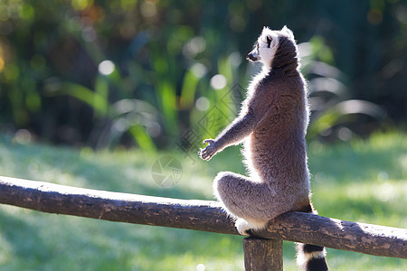 环尾狐猴Lemur catta荒野尾巴黑与白濒危警报动物园动物野生动物灵长类条纹图片