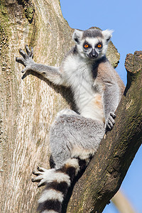 环尾狐猴Lemur catta毛皮条纹动物濒危黑与白尾巴动物园野生动物哺乳动物眼睛图片