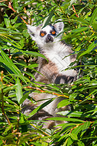 环尾狐猴Lemur catta警报条纹尾巴濒危野生动物动物黑与白动物园荒野眼睛图片