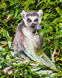 环尾狐猴Lemur catta尾巴灵长类警报条纹动物荒野卡塔濒危眼睛黑与白图片