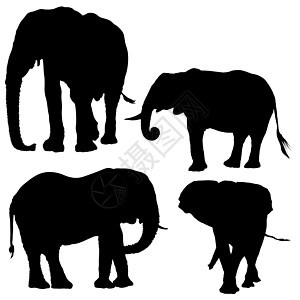 大象太阳光环树干獠牙哺乳动物荒野黑色剪贴剪影动物野生动物收藏图片