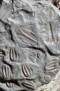 化石三叶地质学古生代科学岩石海洋石头三叶虫页岩古生物学生物学图片