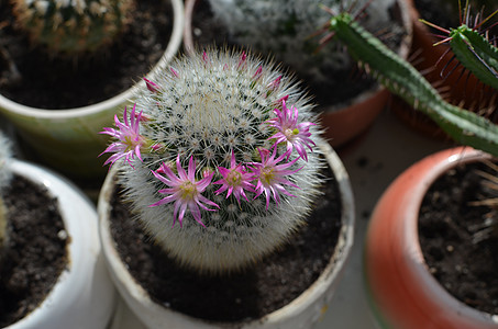 花朵仙人掌植物群植物粉色照片玫瑰绿色背景图片