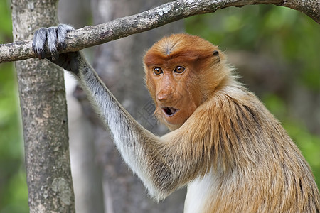 蛋白质猴子鼻子鼻猴绿色植物野生动物避难所孩子森林丛林荒野红树图片