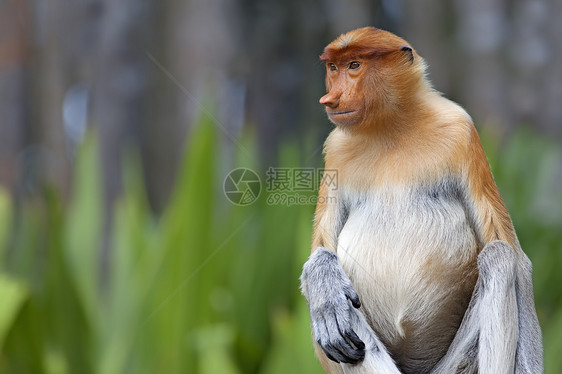 蛋白质猴子异国红树公园绿色野生动物避难所鼻子绿色植物森林丛林图片