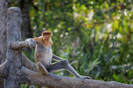 蛋白质猴子野生动物丛林公园绿色绿色植物荒野红树异国鼻子避难所图片