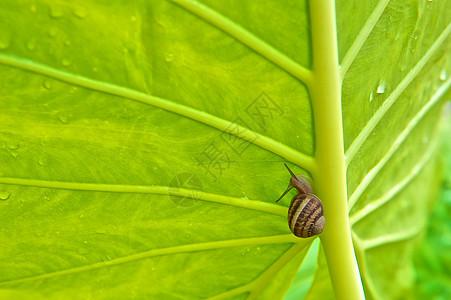 绿大象Ear Leaf与斯奈尔图片