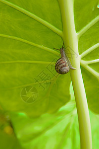 绿色大象Ear Leaf与图片