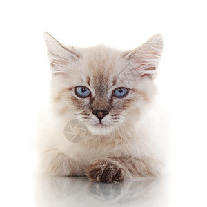 小猫咪婴儿蓝点动物化妆宠物白色猫咪舞会猫科小猫图片