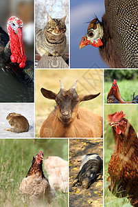 与不同农场动物的相撞图片