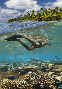 热带珊瑚礁-法属波利尼西亚图片