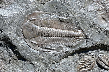化石三叶三叶虫石头页岩生物学古生代岩石古生物学海洋地质学科学图片